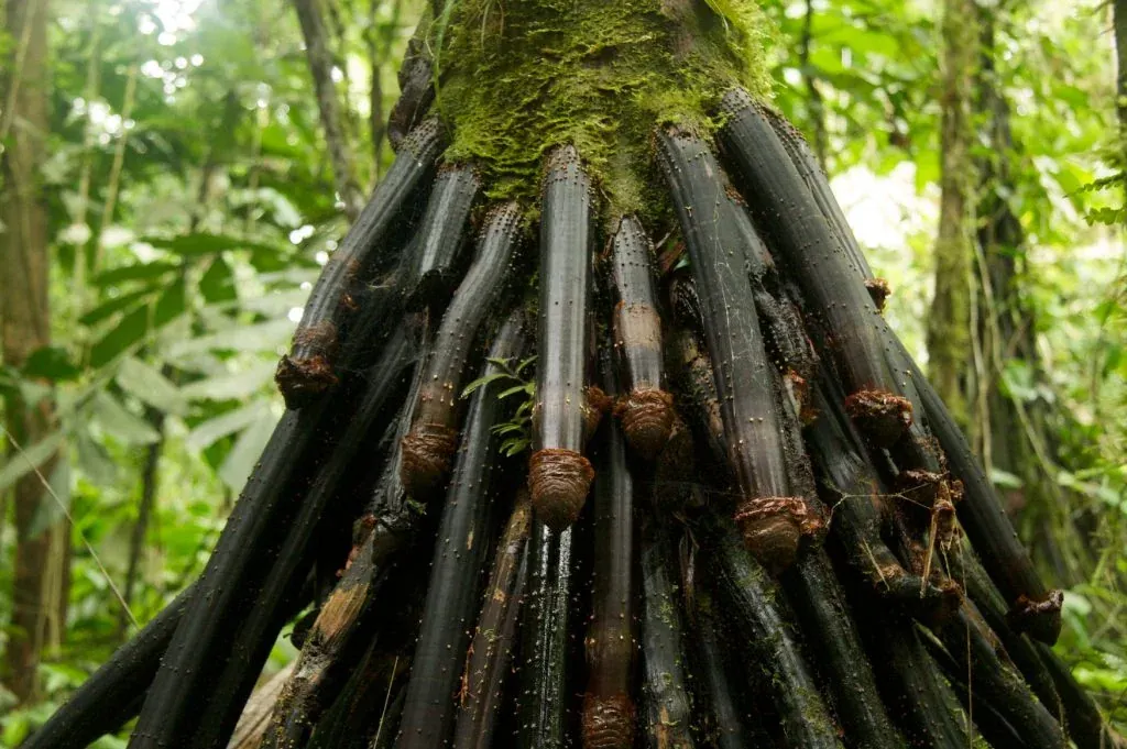 A stilt-rooted rainforest tree, stock photography from the product pack